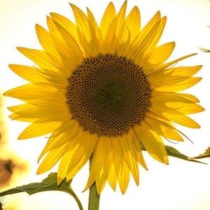 Meet your Posher, Vivi